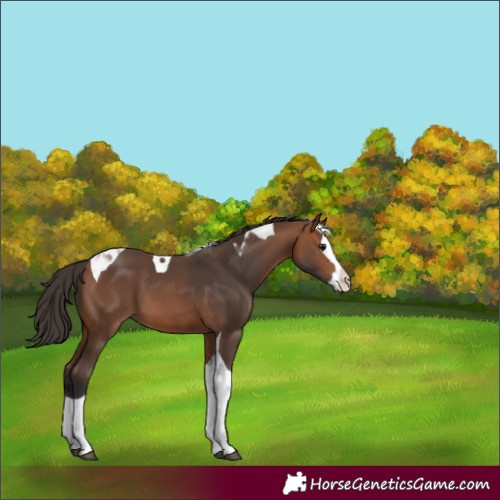 Horse Color:Bay Splash Tobiano
