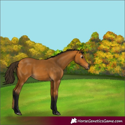 Horse Color:Gray Buckskin 