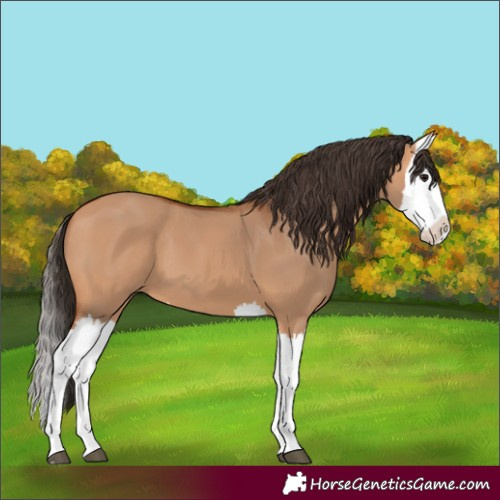Horse Color:Bay Dun Splash 