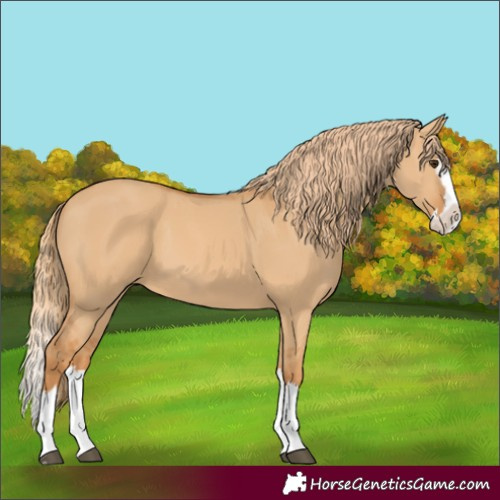 Horse Color:Red Dun Splash 