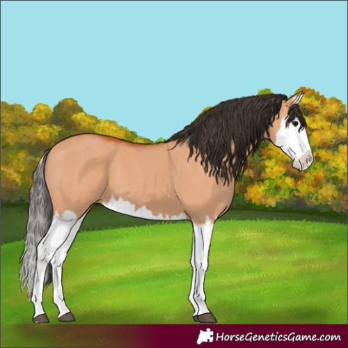 Horse Color:Bay Dun Splash 