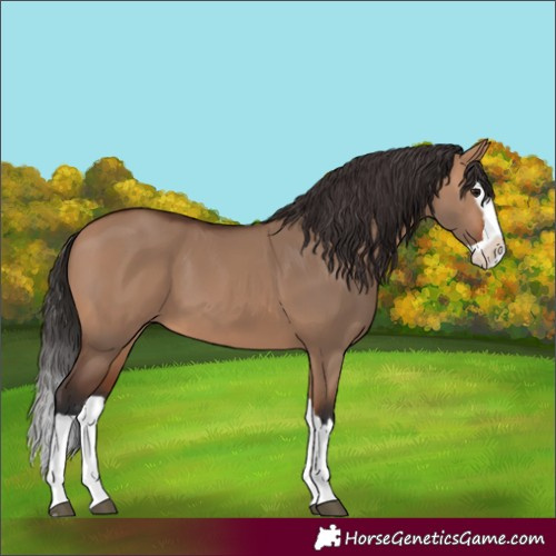 Horse Color:Bay Dun Splash 