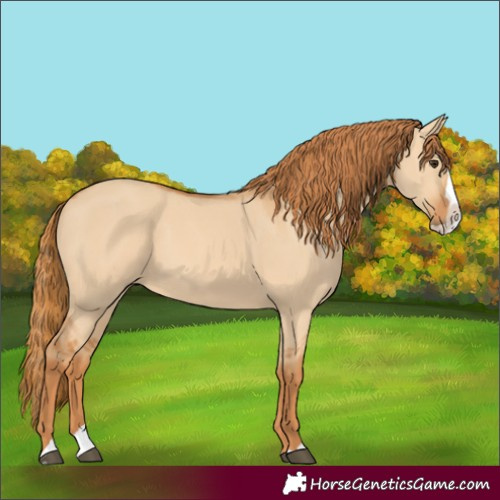 Horse Color:Red Dun Splash 