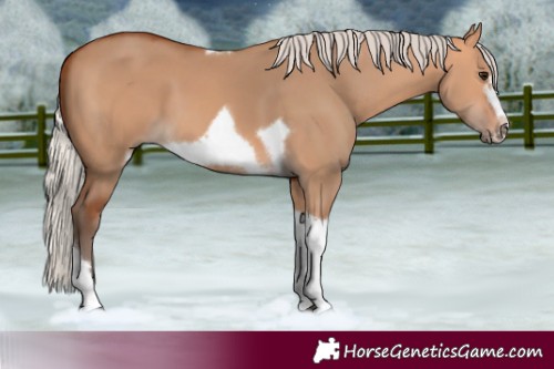 Horse Color:Silver Bay Dun Sabino Tobiano Frame Rabicano 
