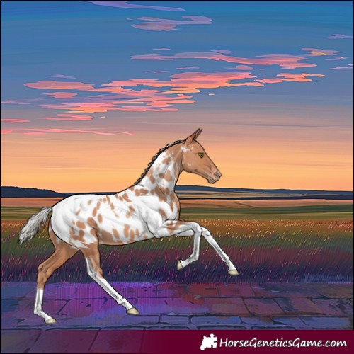 Horse Color:Silver Sable Champagne Tobiano Appaloosa