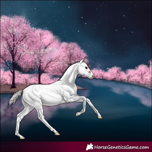 Horse Color:Silver Brown Sabino Frame Appaloosa