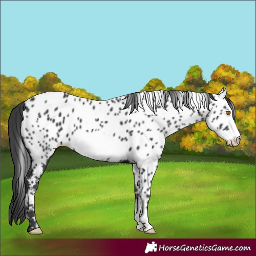 Horse Color:Black Frame Near Leopard