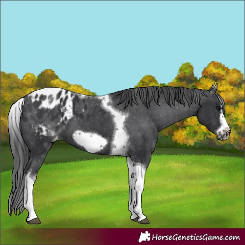 Horse Color:White Spotted Black Splash Tobiano Frame Appaloosa