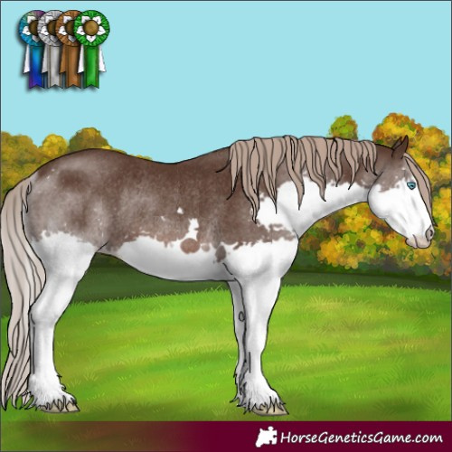 Horse Color:Liver Chestnut Splash Rabicano 