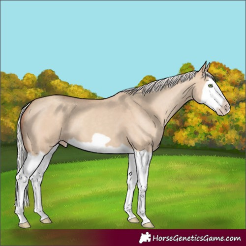 Horse Color:Silver Classic Champagne Dun Splash Frame