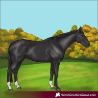 Horse Color:Smoky Black 