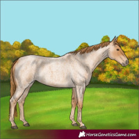 Horse Color:Red Roan