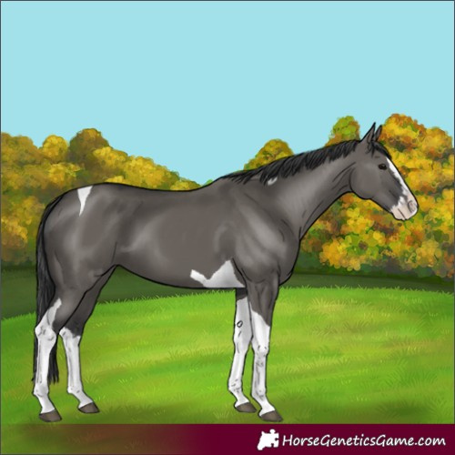 Horse Color:Grullo Splash Tobiano 
