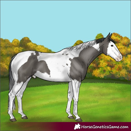 Horse Color:Grullo Splash Tobiano
