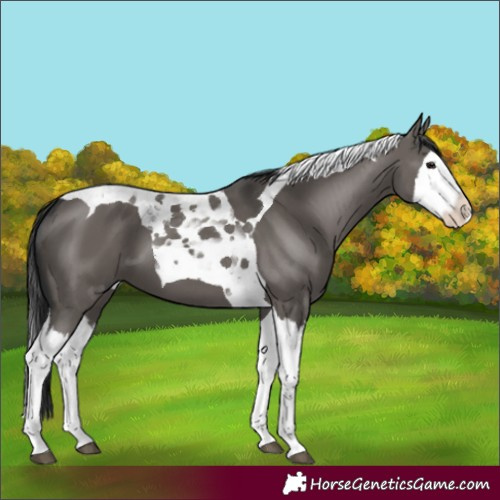 Horse Color:Grullo Splash Tobiano