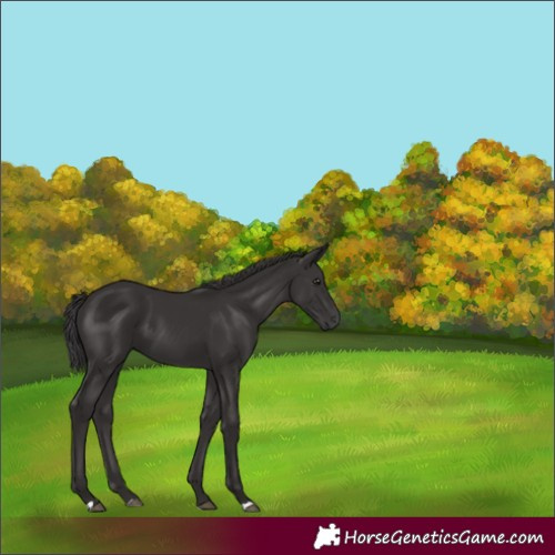 Horse Color:Smoky Black 