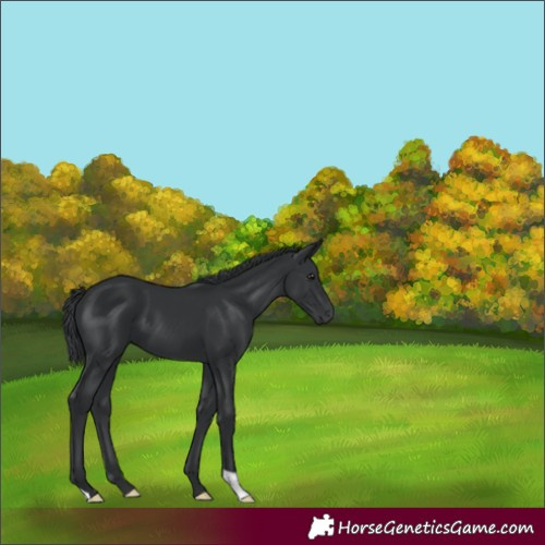 Horse Color:Black 