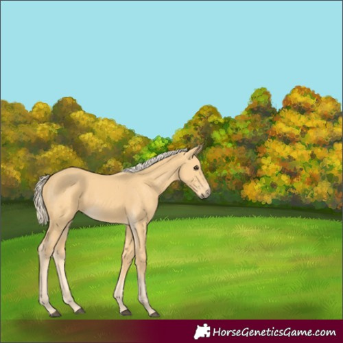 Horse Color:Palomino