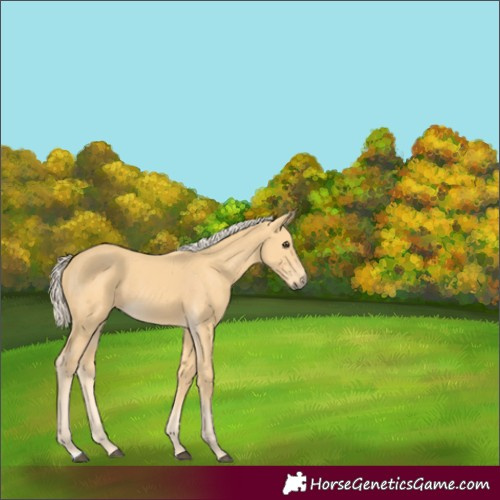 Horse Color:Palomino