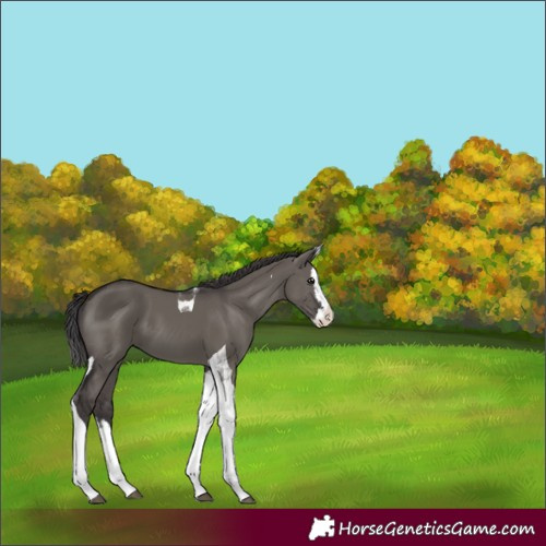 Horse Color:Smoky Grullo Splash Tobiano