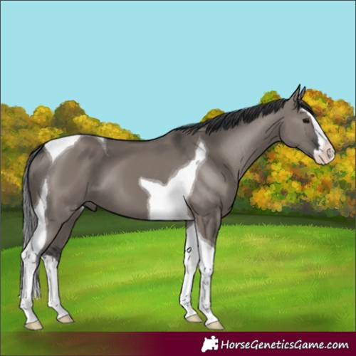 Horse Color:Grullo Splash Tobiano