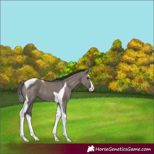 Horse Color:Grullo Splash Tobiano 