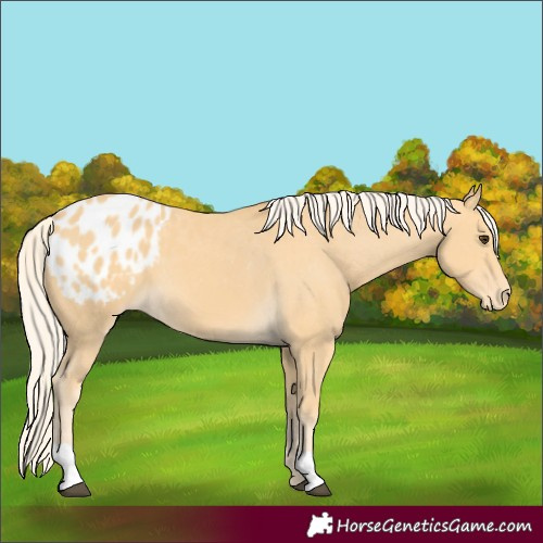 Horse Color:Palomino Blanket 
