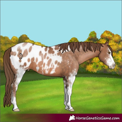 Horse Color:Brown Pearl Sabino Blanket