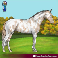 Horse Color:Perlino Tobiano Near Leopard 
