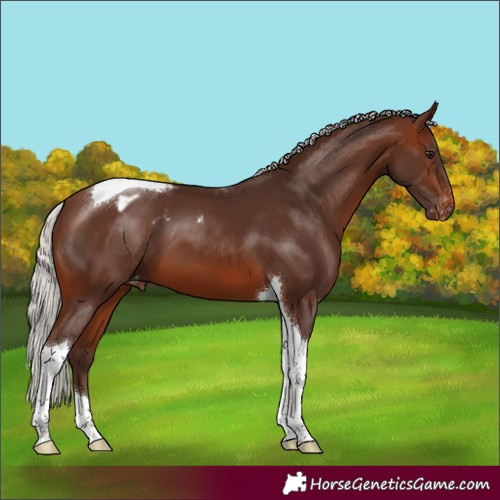 Horse Color:Silver Brown Tobiano Varnish