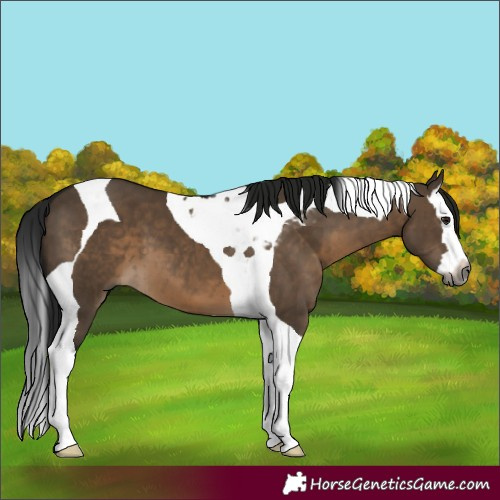 Horse Color:Gray Brown Dun Splash Tobiano 