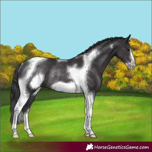 Horse Color:Smoky Black Tobiano Frame Rabicano 