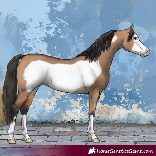 Horse Color:Bay Dun Frame