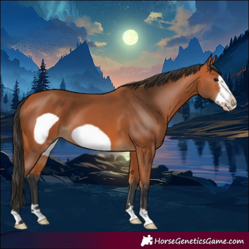 Horse Color:Bay Frame 