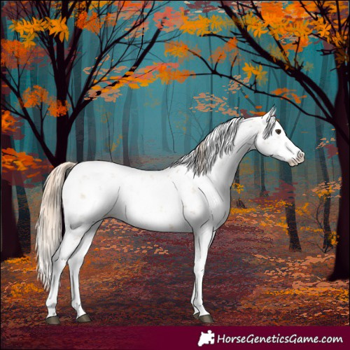 Horse Color:Chestnut Sabino Splash 