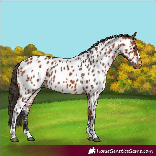Horse Color:Bay Appaloosa