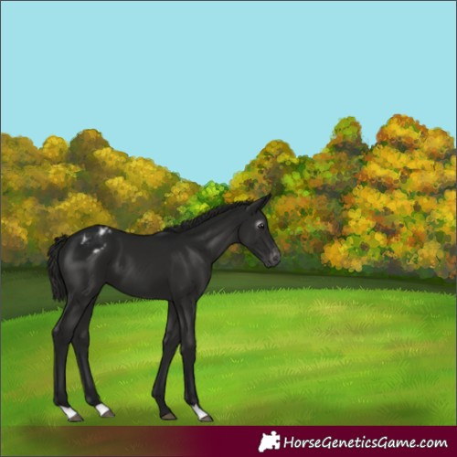 Horse Color:Gray Black Appaloosa 