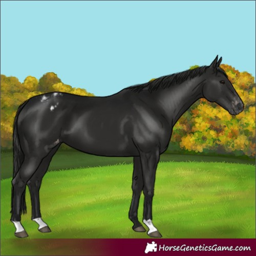 Horse Color:Gray Black Varnish 
