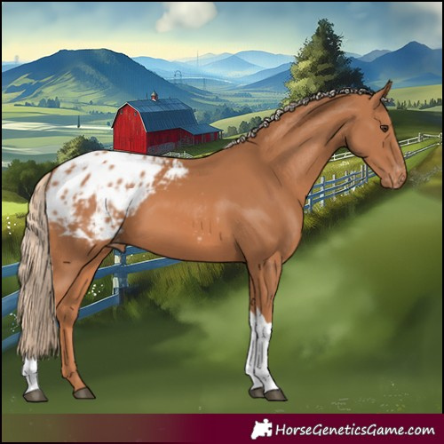 Horse Color:Chestnut Tobiano Blanket