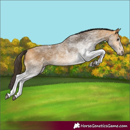 Horse Color:White Spotted Buckskin