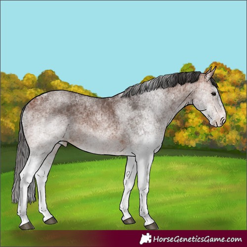 Horse Color:White Spotted Bay 