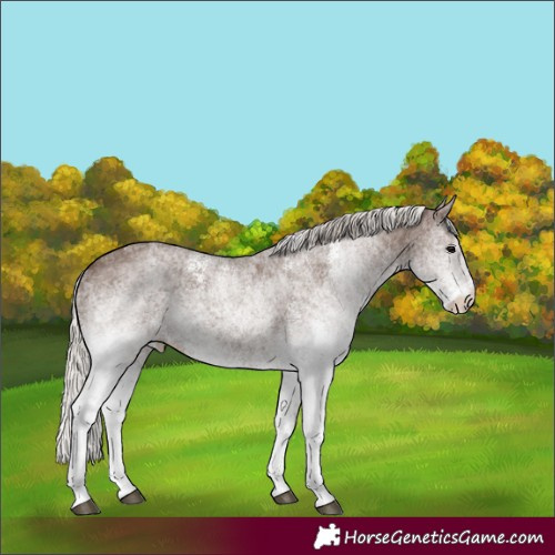 Horse Color:White Spotted Silver Black