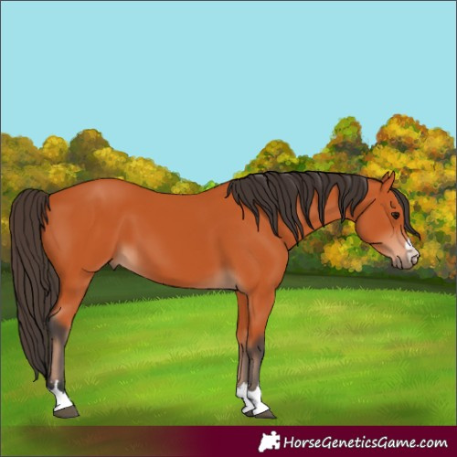 Horse Color:Bay 