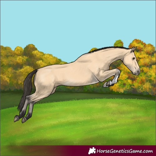 Horse Color:Buckskin