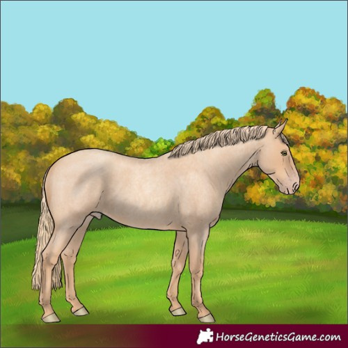 Horse Color:Gold Champagne Roan 