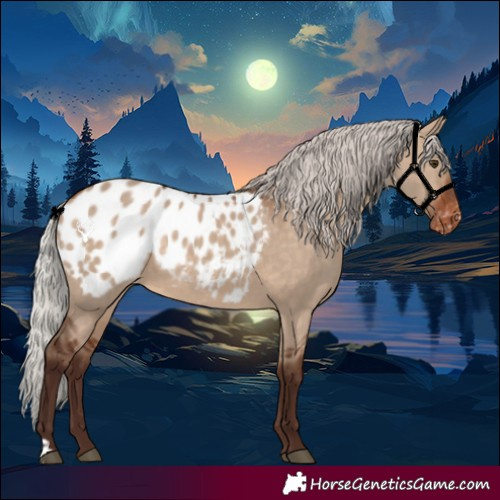 Horse Color:Silver Brown Dun Blanket