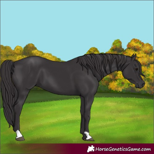 Horse Color:Smoky Black 