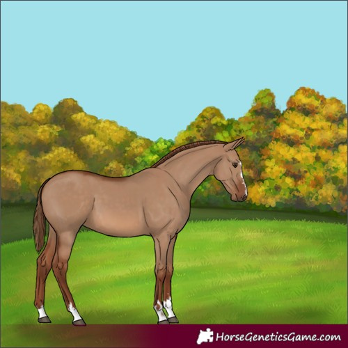 Horse Color:Unknown 