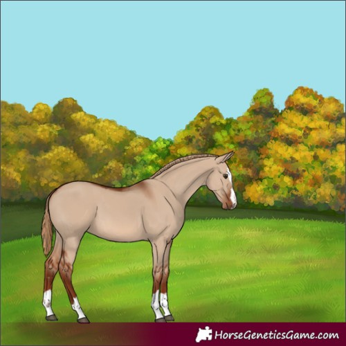 Horse Color:Unknown 