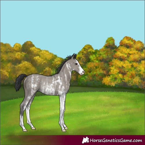 Horse Color:Grullo Sabino Rabicano